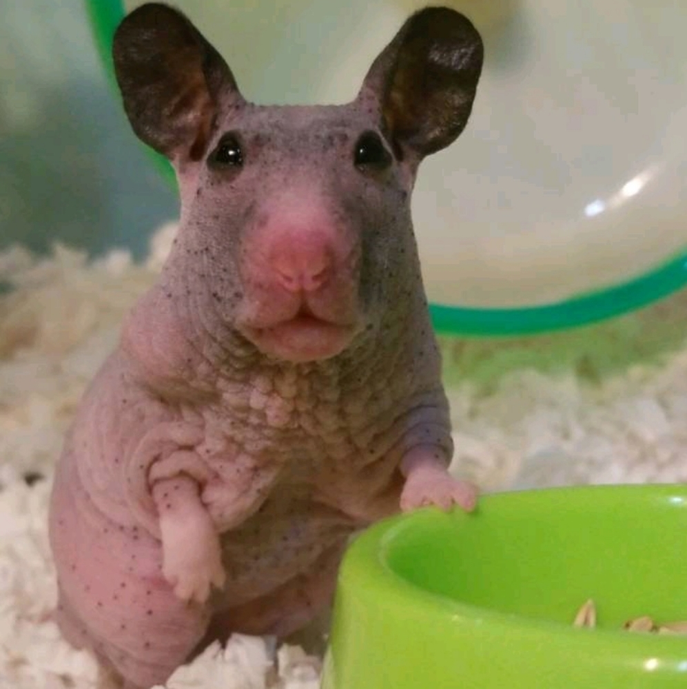 Not for sale  - Harriet the hairless hamster